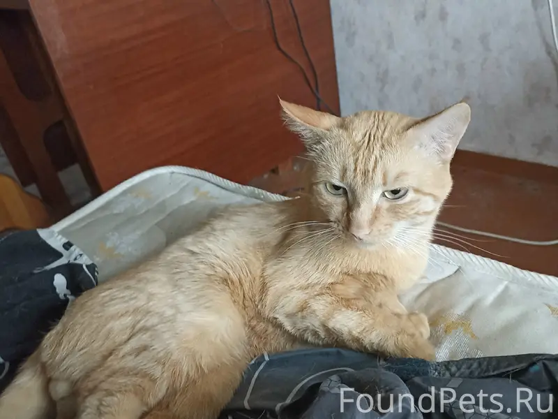 Пропал кот Барсик, Куратова 26