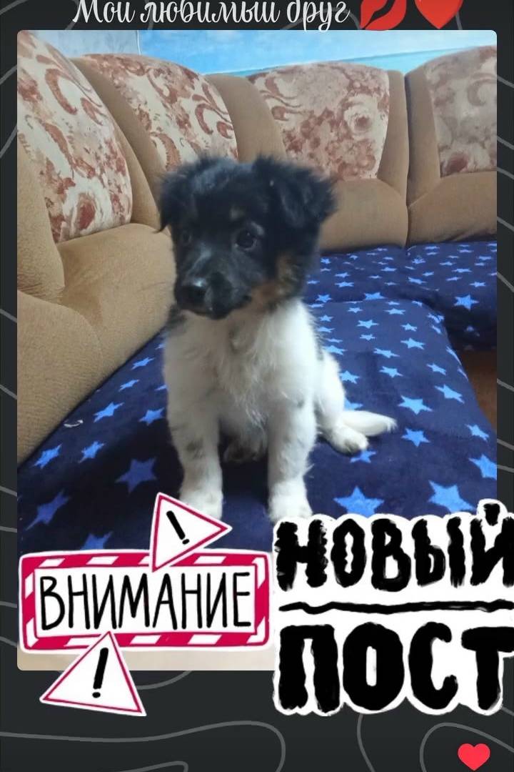 Пропала девочка щенок, не указано место