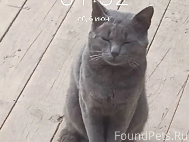 Пропал кот Тимон