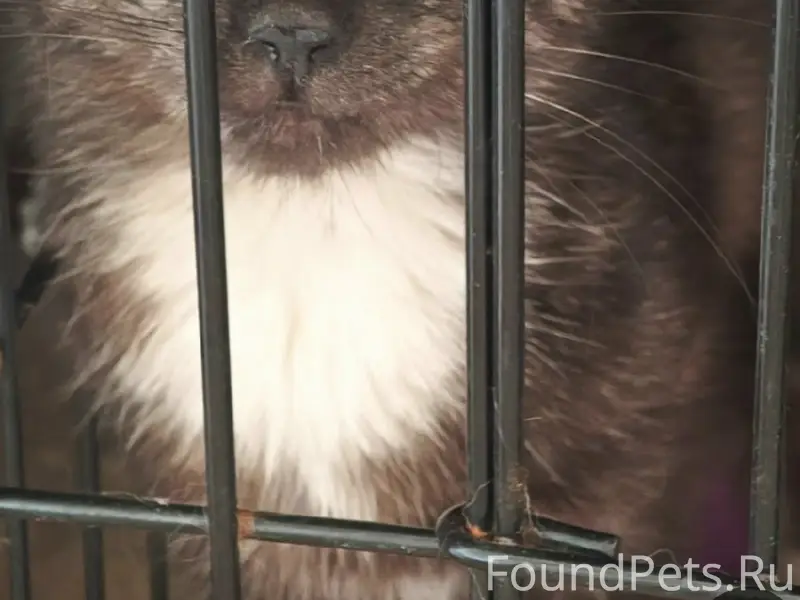 Найдена кошка, улица Солнечная