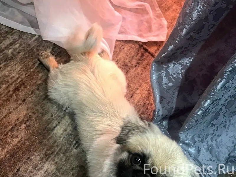 Пропал мальчик Рич, район Орфея