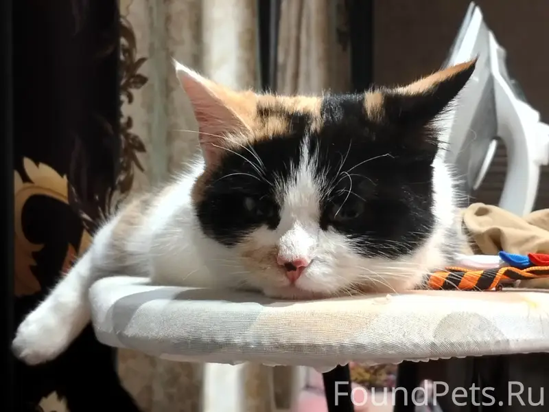 Пропала трёхцветная кошка, улица Софьи Ковалевской