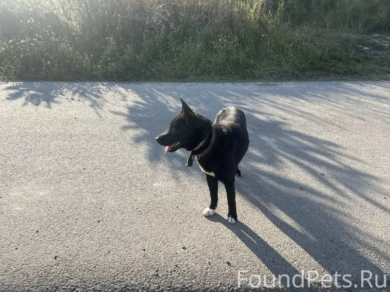 Пропала собака, Духовца