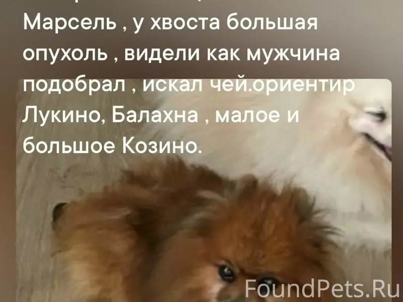 Пропал пёс, возможно больной