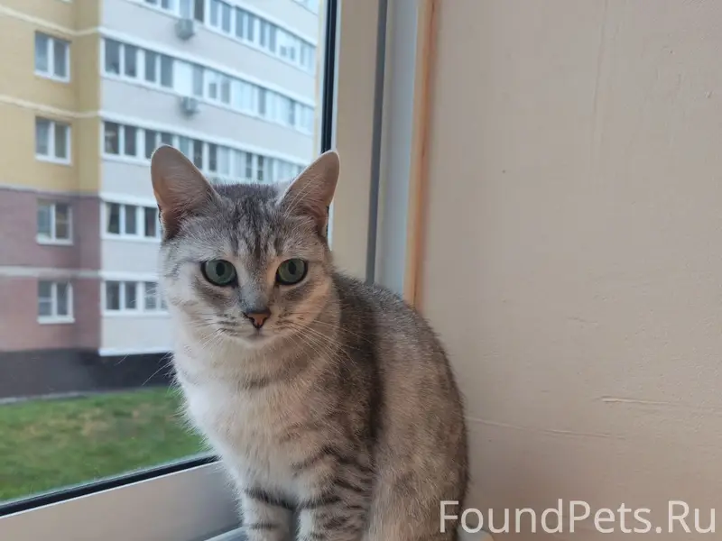 Пропала кошка, район Асламаса