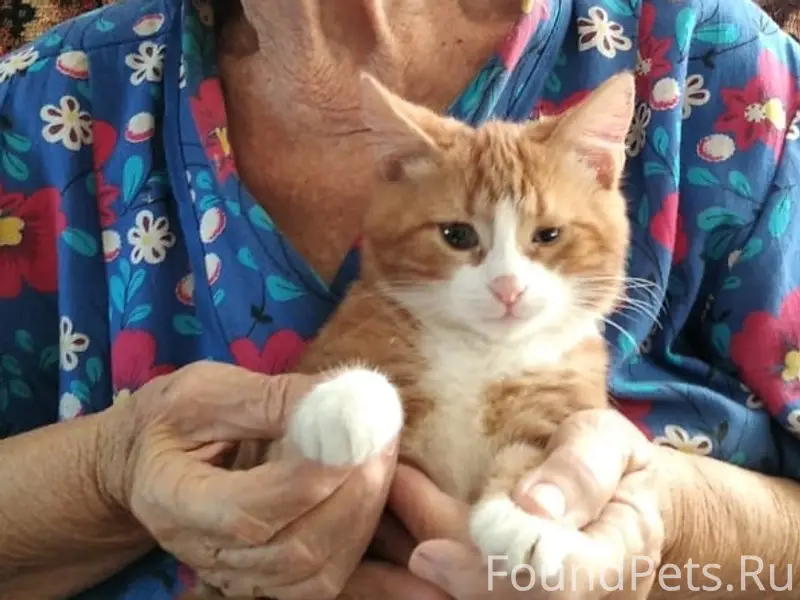 Пропал кот Рыжик, Ялта