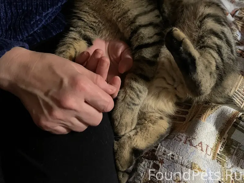 Пропал кот, Красный Химик