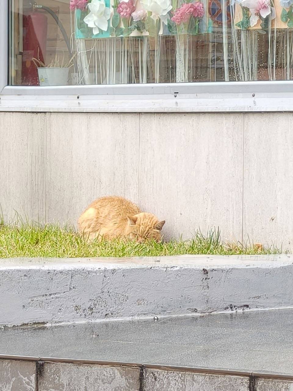 Найден кот, ул. Вокзальная