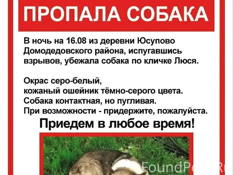 Пропала собака, Домодедовский район