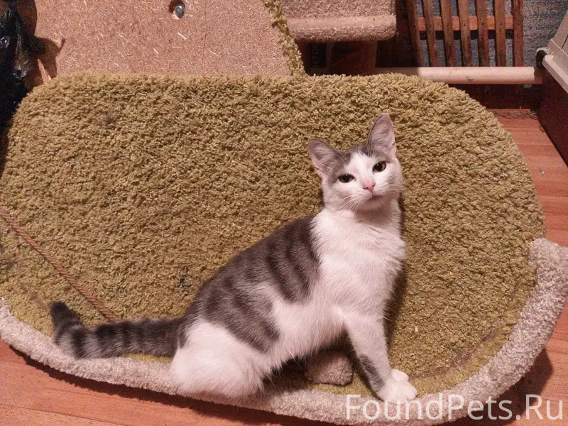 Найдена ручная кошка на Звёздной