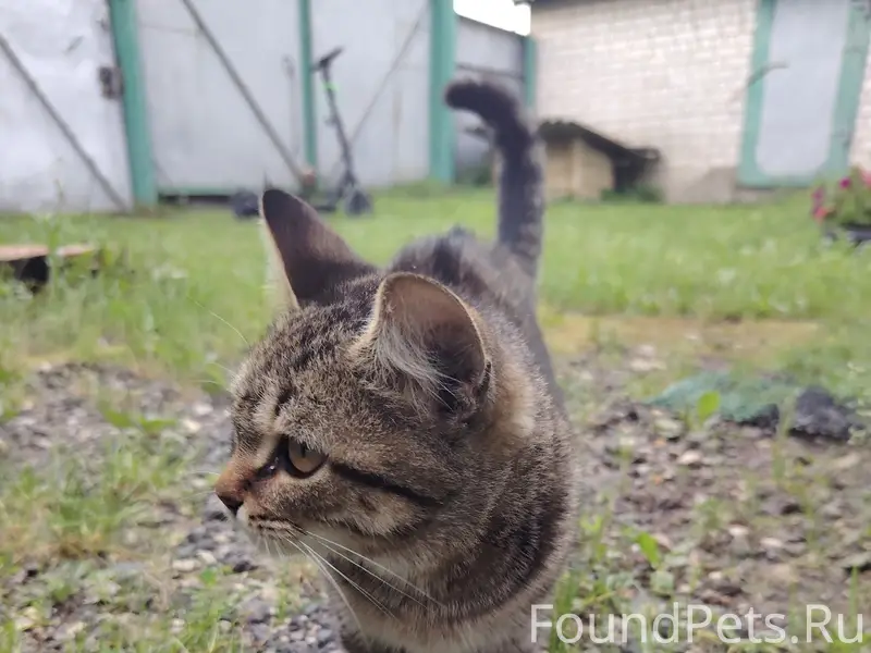 Найден котёнок, улица Степана Разина