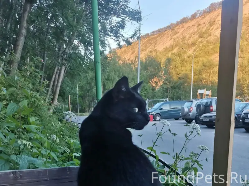 Пропал чёрный кот Кола, район ул. Миронова