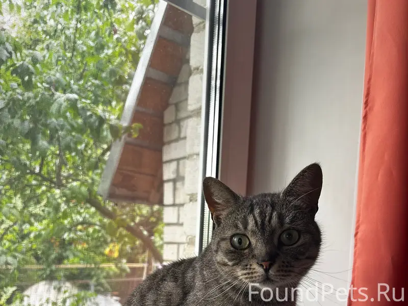 Найдена кошка, Тверь