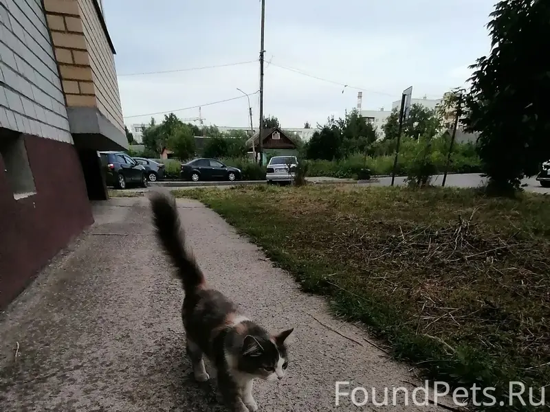 Найдена кошка, улица Маловишерская
