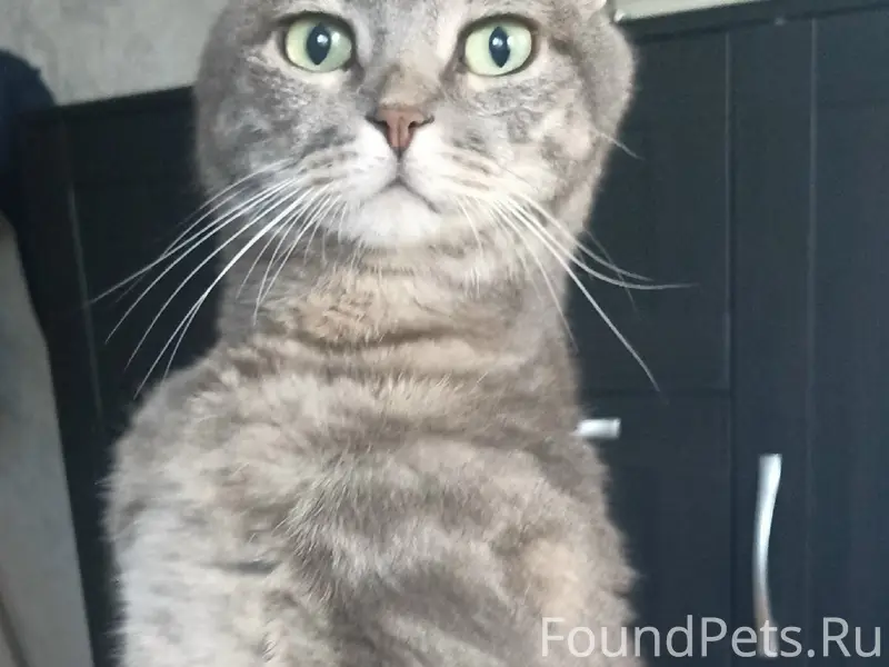 Пропал кот, район Жегалово
