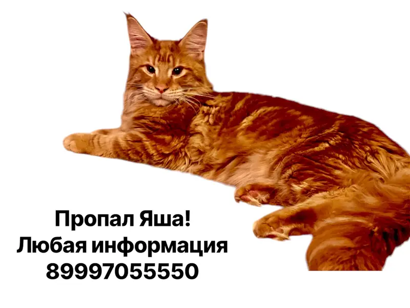 Пропал кот Яша, район макаронки