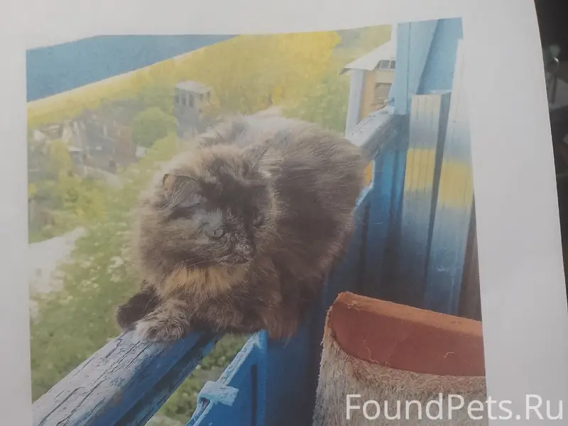 Пропала кошка Сима, Иваново