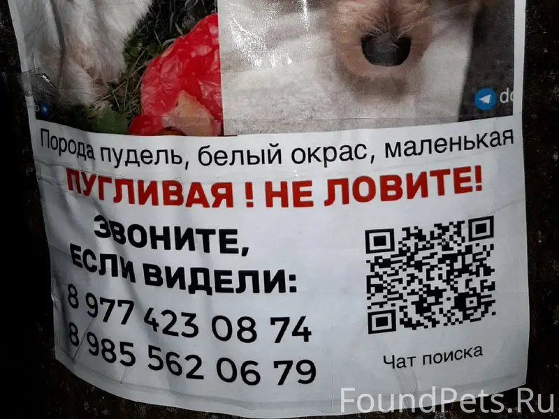 Пропал маленький белый пудель, Москва