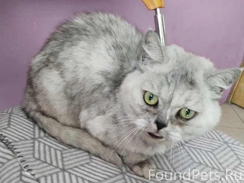 Найдена кошка, Подольск, парк им. Талалихина