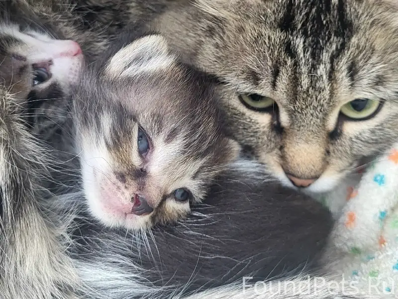Найдена кошка с котятами, Соболя