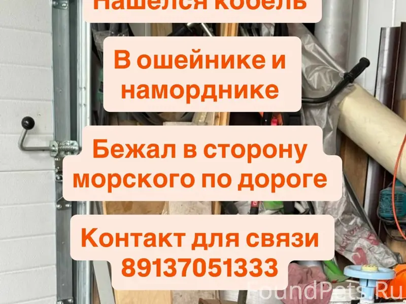 Найден пёс, морской район