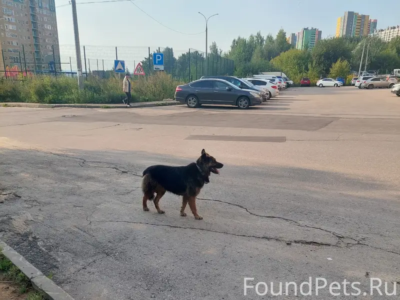 Пропал пёс, Академическая, Верхние Печёры