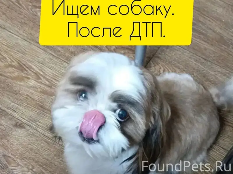 Пропала маленькая собачка, Сургутский мост