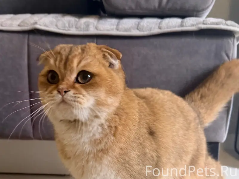 Найден шотландский вислоухий кот, Домодедово