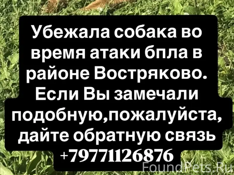 Пропал кобель немецкой овчарки Грей, Домодедово