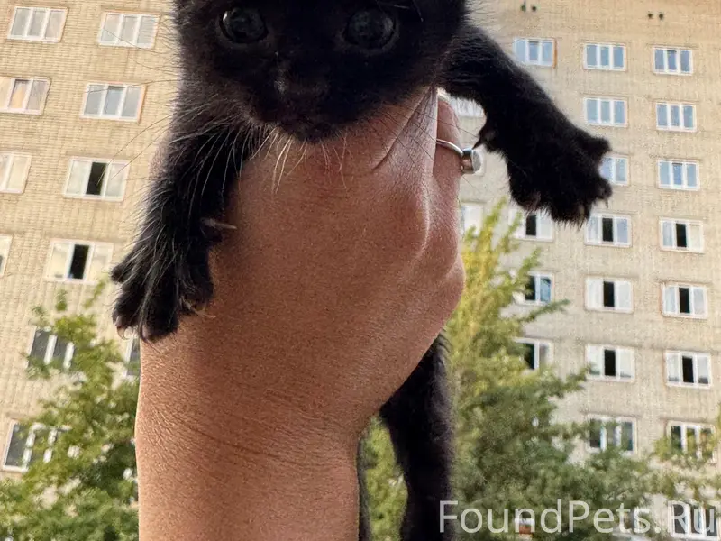 Найдены котята, г. Саратов, Октябрьский район