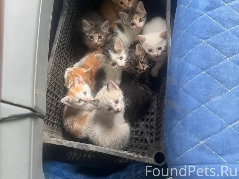 Найдены котята, около трассы