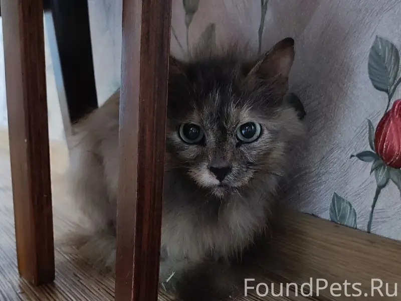 Найдена кошка, Краснокамск