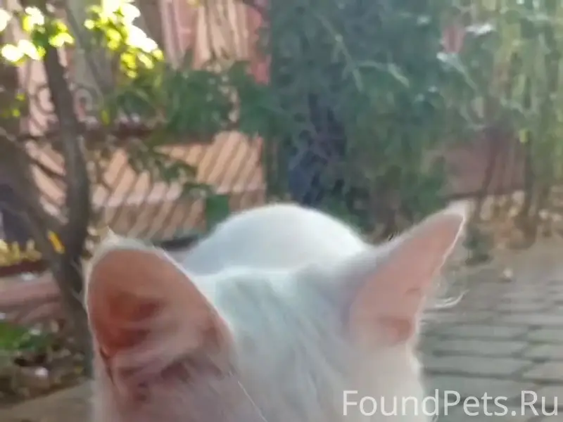 Найдена кошечка (котик)