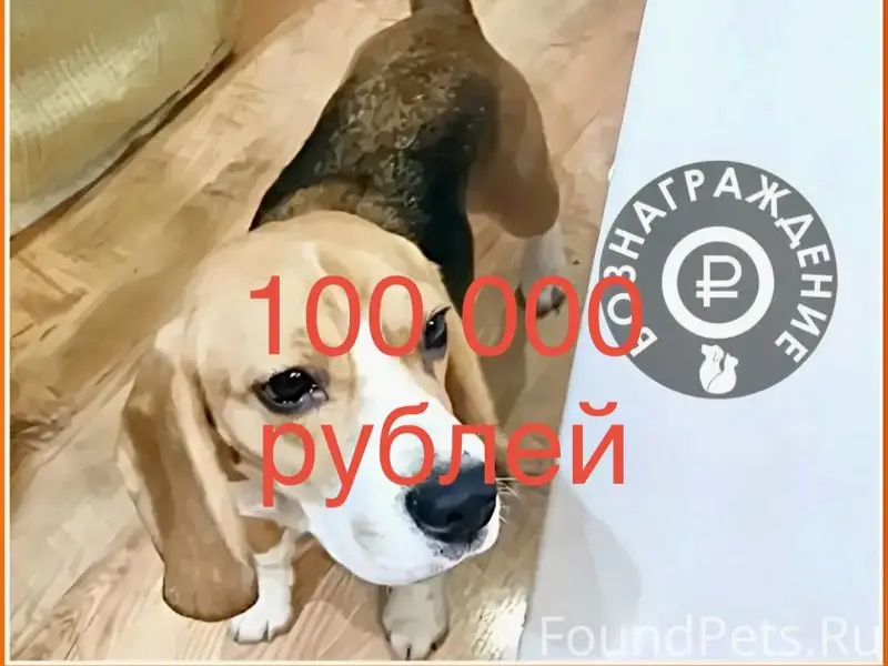 Пропала собака бигль, Первоуральск