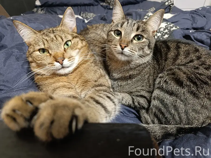 Пропали кот Шершень и кошка Катюша, СГШ