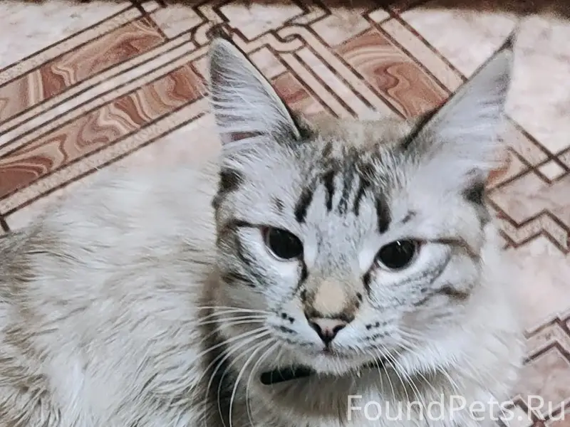 Пропал кот