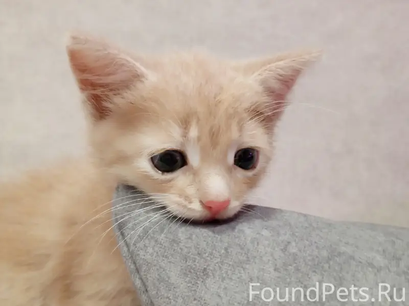 Найден котёнок, д. Лазарево