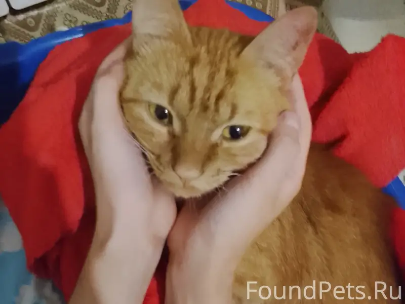 Найден кот, Кировский район