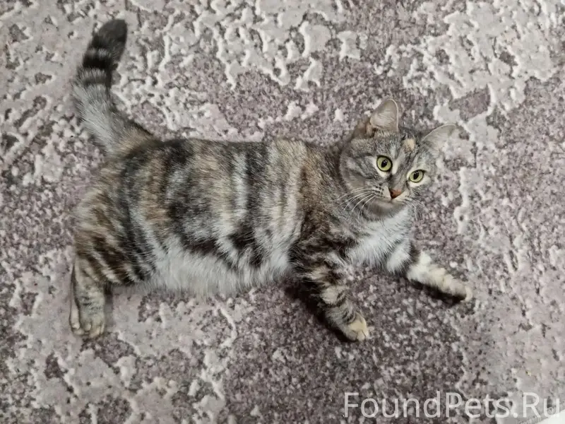 Пропала кошка Кайфуша, район технологического колледжа