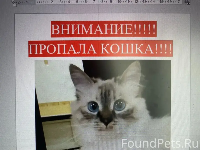 Пропала кошка