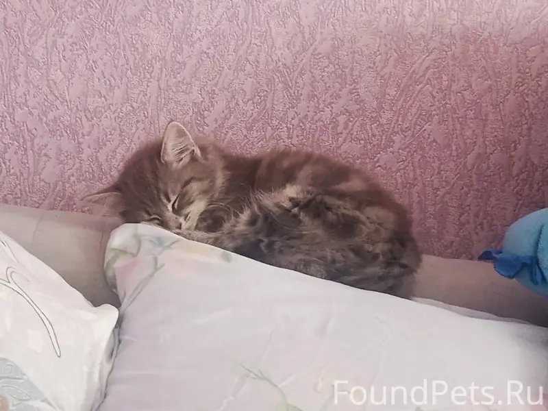 Пропала кошка Лилит, район Кирова