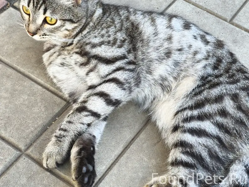 Найден котик, район Советская - Чапаева