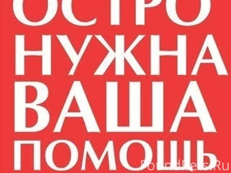 Пропала Такса Тима, Днт север