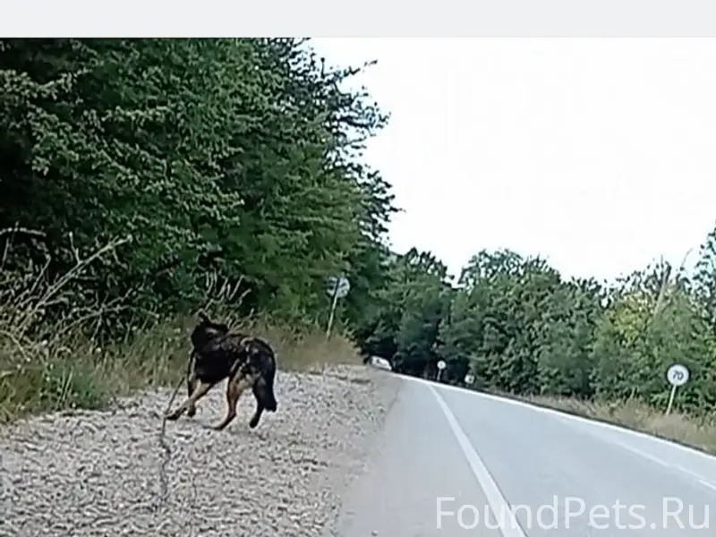 Пропал пёс, Севастополь