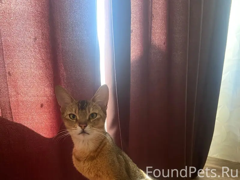 Пропала кошка Кесси, улица Кирова