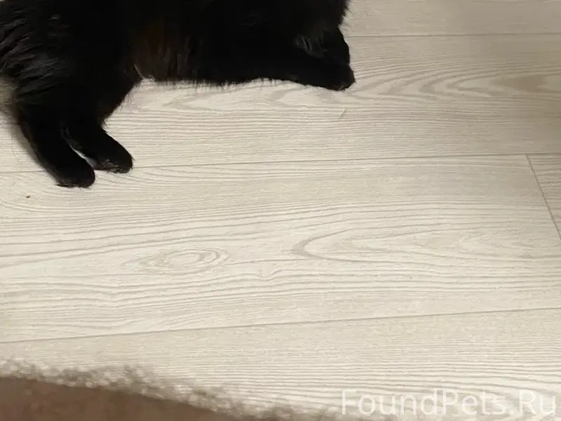 Пропала кошка, ул. 9 мая