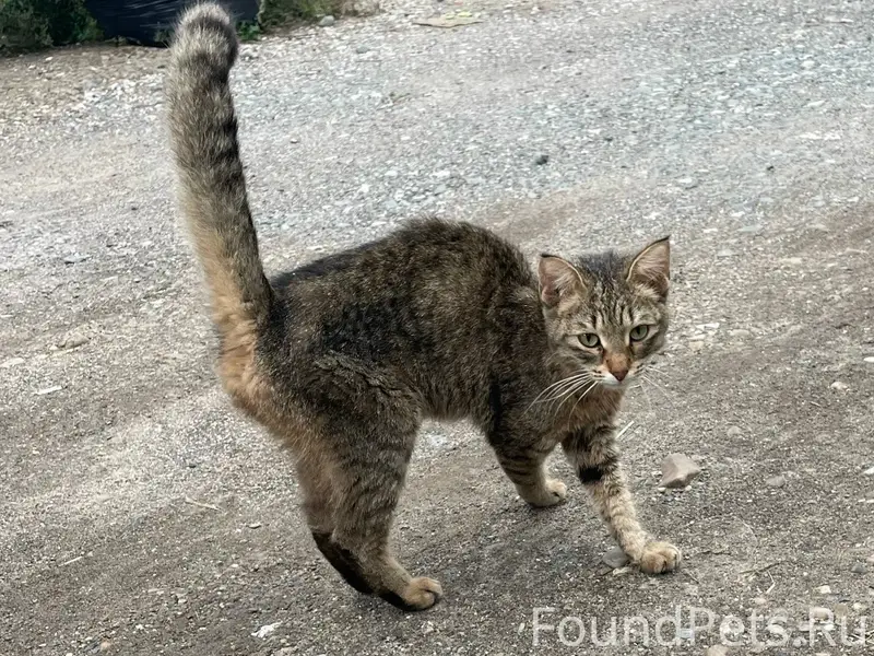 Найдена кошка, Ераничи
