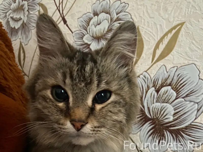 Пропала кошка, Мебельная улица