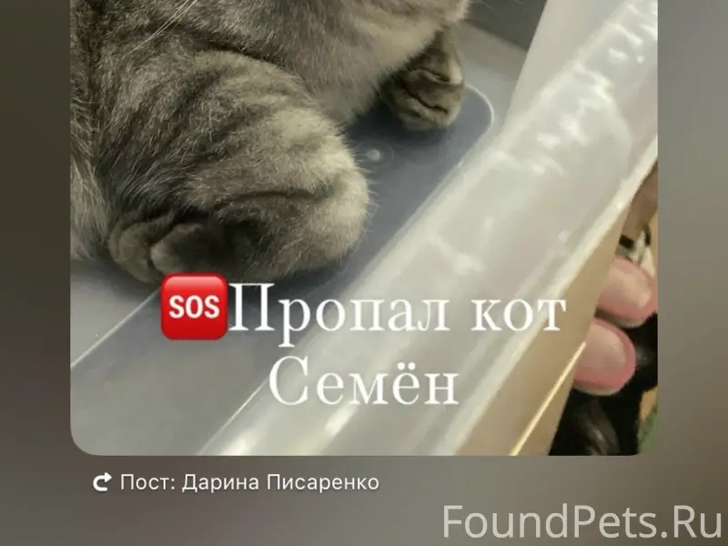 Пропал кот Семён, с. Майма