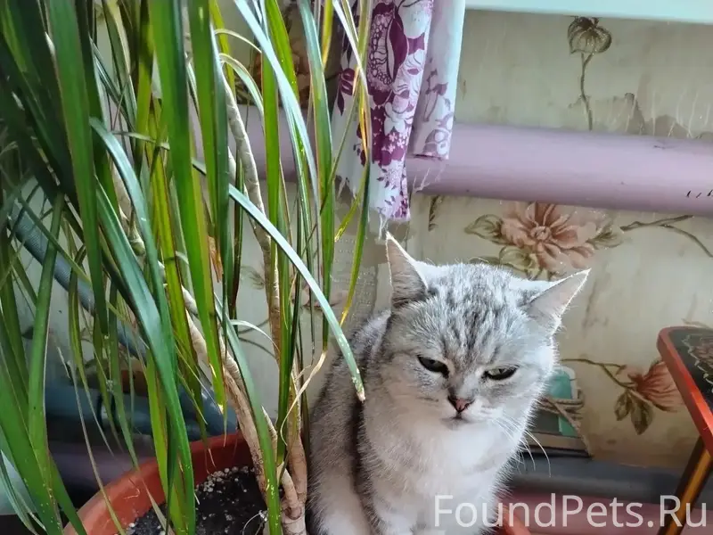 Пропала кошка Тося, улица Герцена
